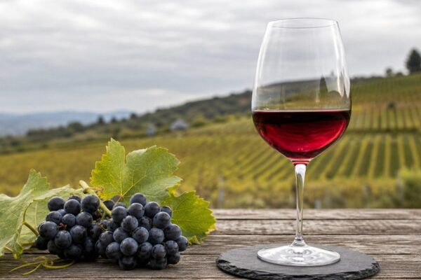 Gamay buiten Beaujolais: wat deze druif kan als je hem serieus neemt
